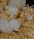 Two generations Calcite