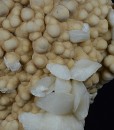 Two generations Calcite