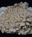 Two generations Calcite