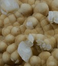 Two generations Calcite
