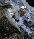Truncated Galena, Chalcopyrite, Pyrite, Sphalerite, Quartz