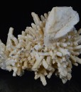 Pseudomorph after Calcite, Quartz