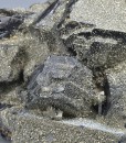 Pyrite on Sphalerite, Galena