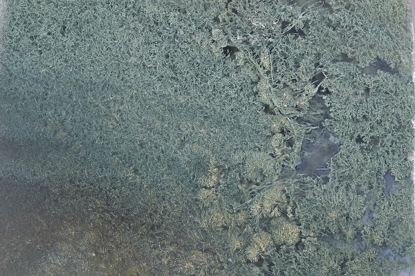 Moss Agate