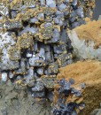 Skeletal Galena, Chalcopyrite, Quartz, Dolomite, Calcite
