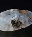 Agate