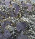 Quartz var.Amethyst, Pyrite