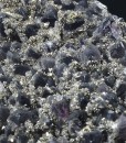 Quartz var.Amethyst, Pyrite