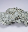 Pyrite, Quartz, Chlorite - floater